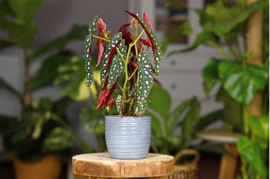 5 kamerplanten met bijzondere bladeren