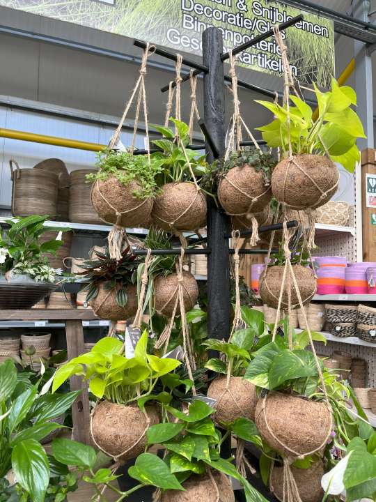 Kruidenplantjes kopen | Tuincentrum Goessens