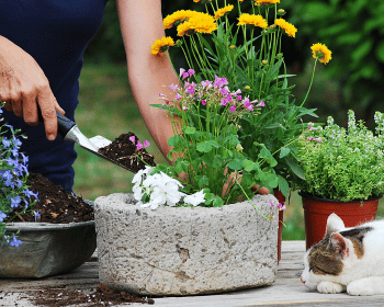 bloemen doorn in tuin