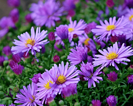 Bloemen Denderleeuw
