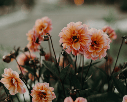 Bloemen Denderleeuw