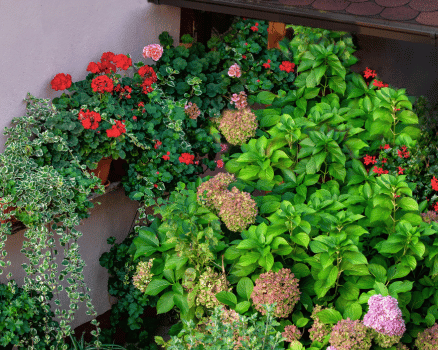 Bloemen in ons tuincentrum nabij Ninove
