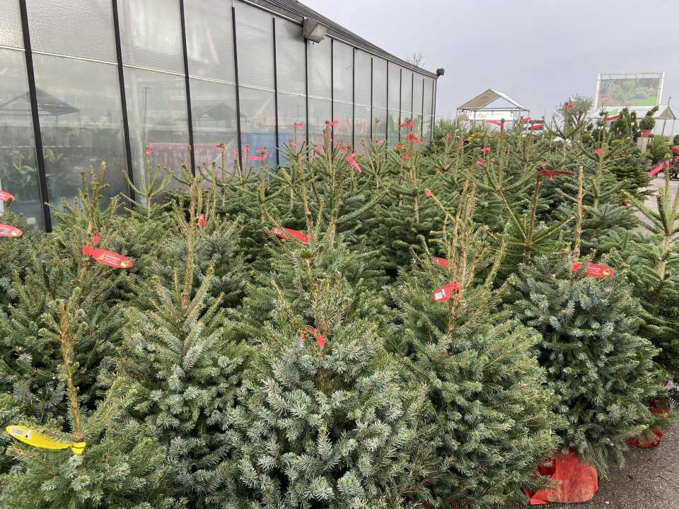 Kerstbomen | Tuincentrum Goessens