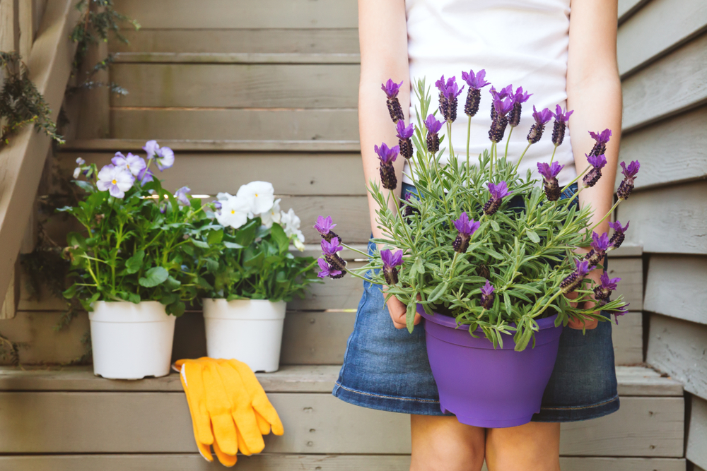 Lavendel buiten | vaste planten | tuincentrum Goessens Aaigem, Erpe-Mere