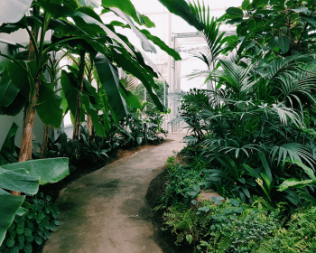 doorn planten