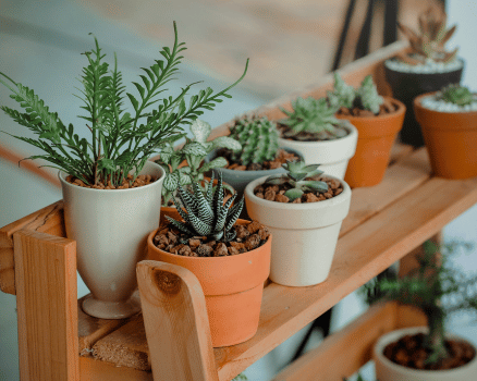 planten Denderleeuw