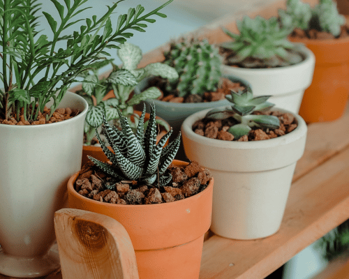 Afbeelding van planten
