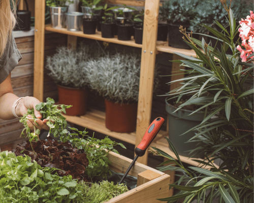 Afbeelding van moestuin