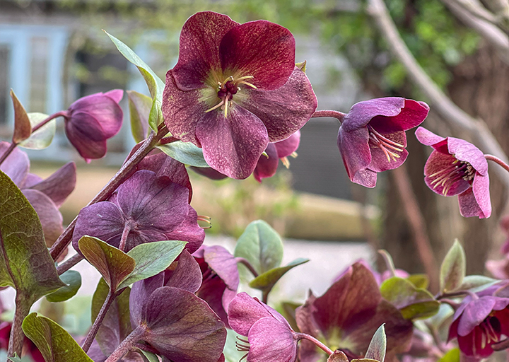 Mediterrane tuinplanten | Tuincentrum Goessens