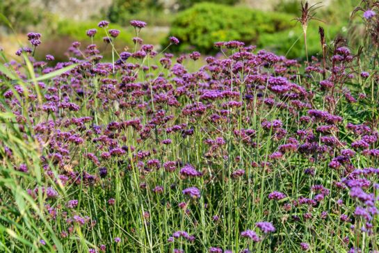  vaste planten | tuincentrum Goessens Aaigem, Erpe-Mere 