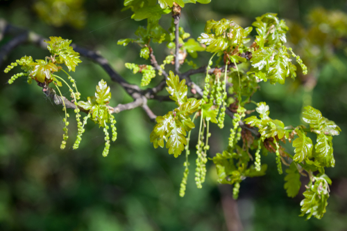 Wintereik | Inheemse Planten | Tuincentrum Goessens