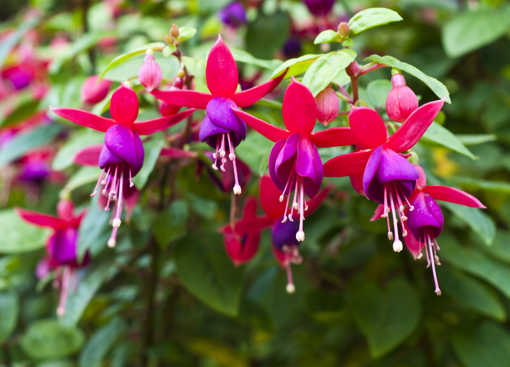 Fuchsia zomerbloeier tuincentrum Goessens