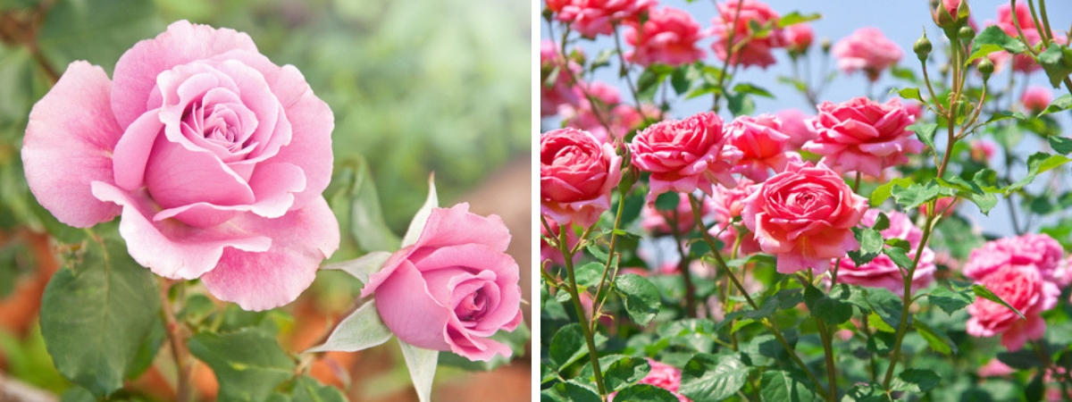 & klimplanten voor een mooie prijs | GOESSENS - Tuincentrum Goessens