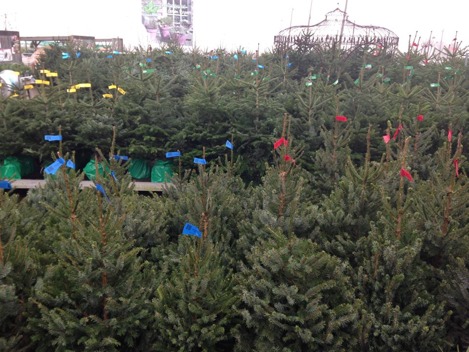 Kerstbomen kopen in Oost-Vlaanderen?