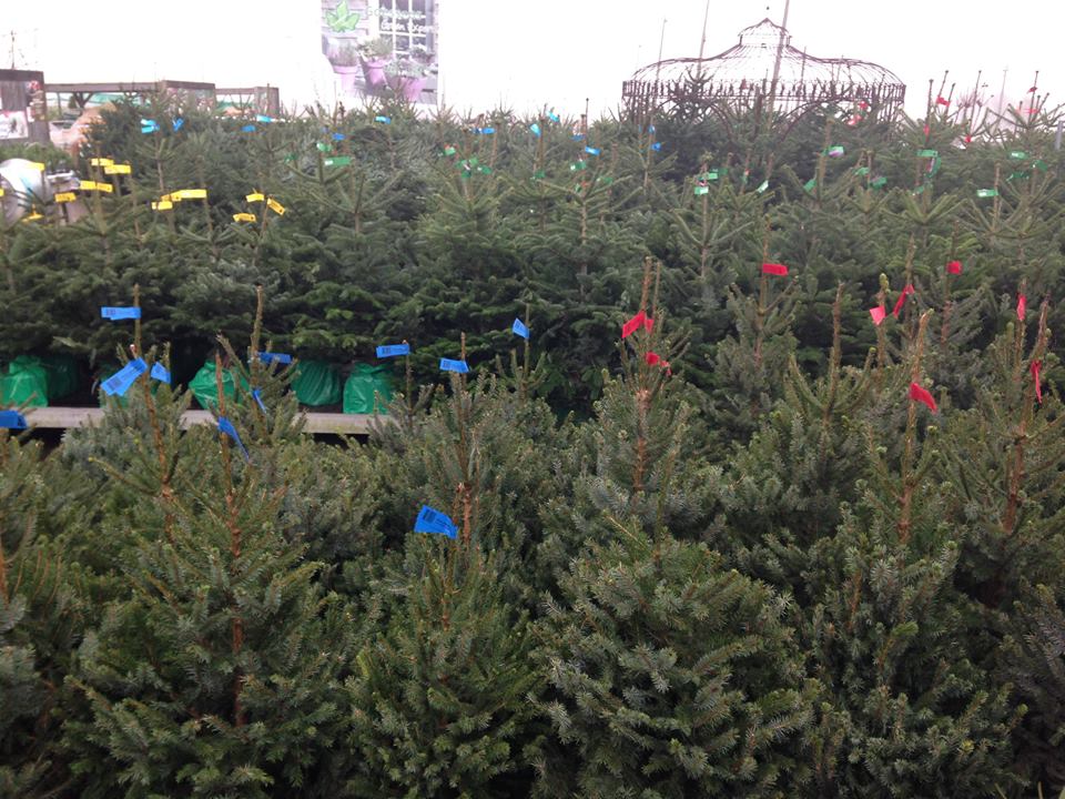Kerstbomen kopen in Oost-Vlaanderen? Kerstbomen kopen in Oost-Vlaanderen?
