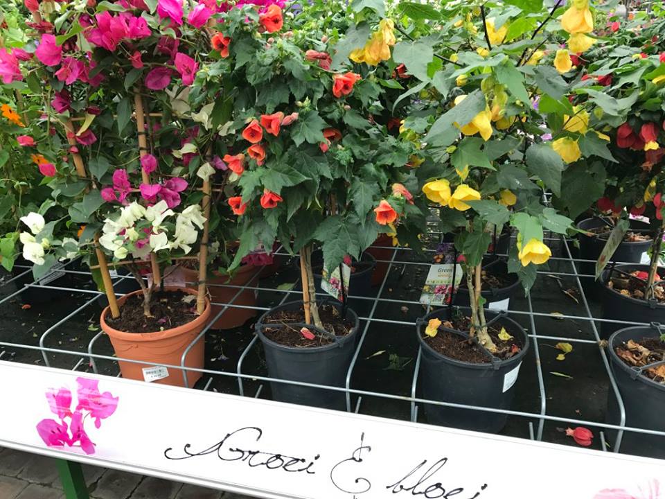 Kom planten kopen op de koopzondag van Tuincentrum Goessens nabij Gent