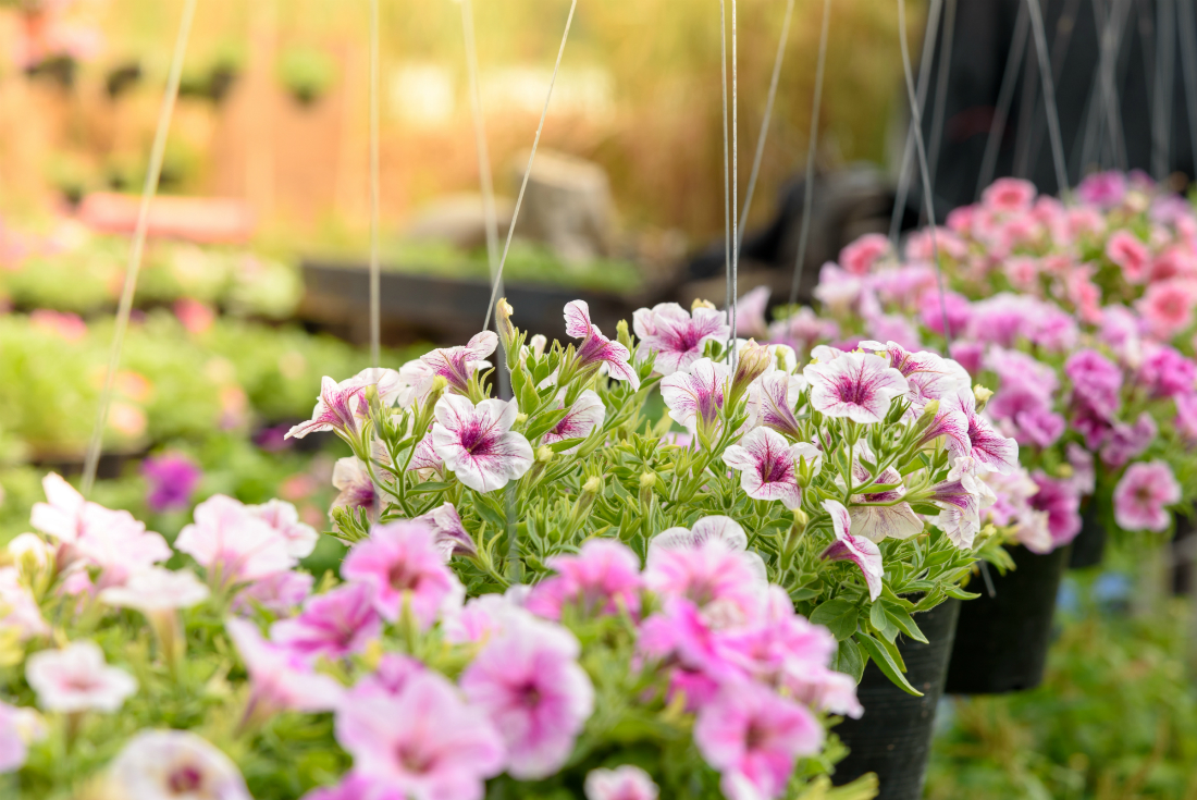 Petunias zomerbloeiers tuincentrum goessens