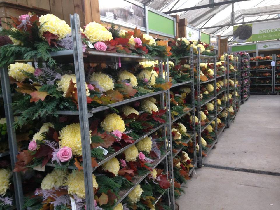 De mooiste bloemen van alle tuincentra in Oost-Vlaanderen