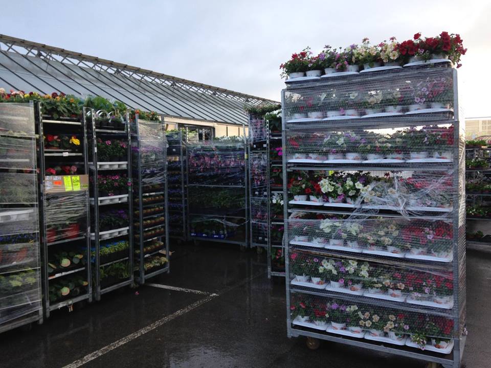 Prachtige verse bloemen bij ons tuincentrum in de buurt van Merelbeke