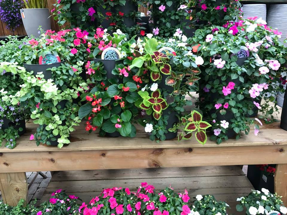 Perkplanten en andere tuinplanten bij Tuincentrum Goessens nabij Gent