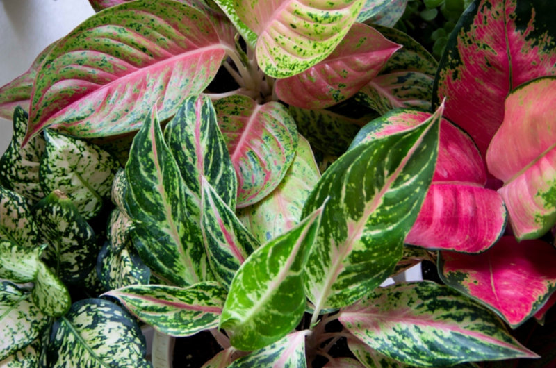 Aglaonema | Tuincentrum Goessens