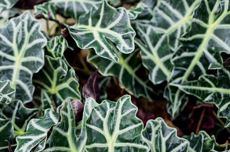 Alocasia amazonica | Tuincentrum Goessens