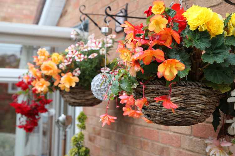 Begonia zomerbloeier tuincentrum Goessens