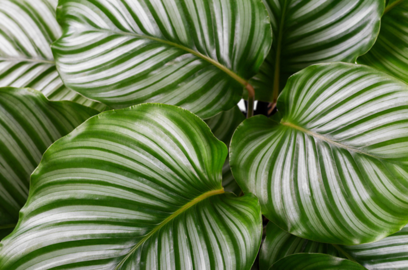 Calathea orbifolia | Tuincentrum Goessens