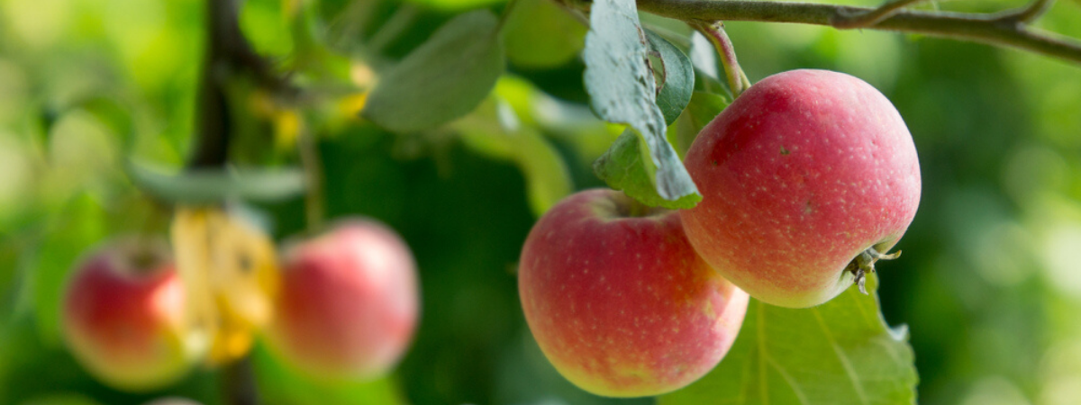 appelboom-goessens-fruitboom