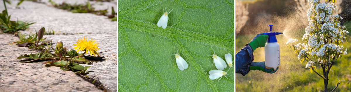 Gewasbescherming | Tuincentrum Goessens