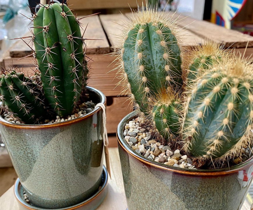 Cactus kopen | Tuincentrum Goessens in Erpe Mere
