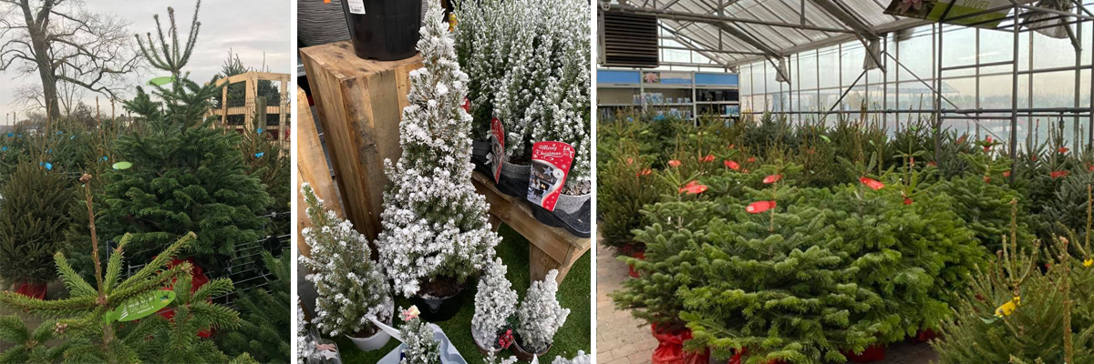 Pionier Licht niezen Kerstbomen - Tuincentrum Goessens