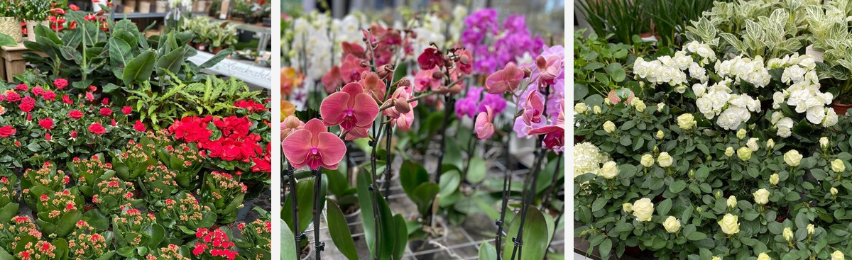 Bloeiende kamerplanten kopen | Tuincentrum Goessens