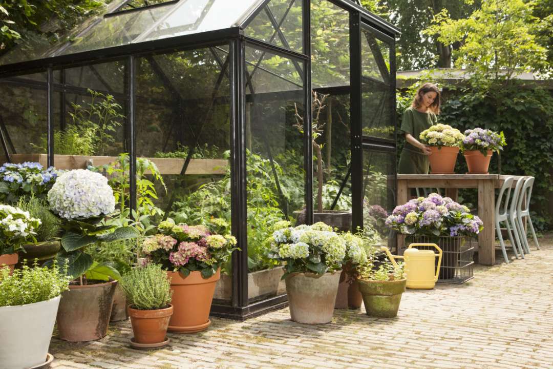 Vaste planten kopen | Tuincentrum Goessens