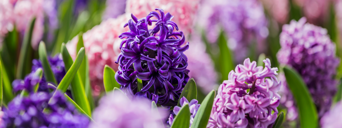 voorjaarsbloemen in de lente 