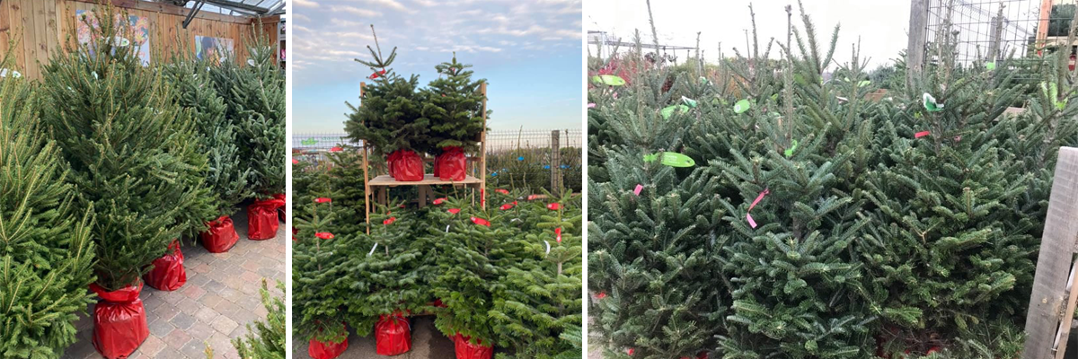 Kerstboom kopen | Tuincentrum Goessens