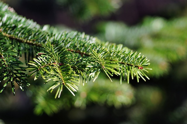 kerstbomen nabij Gent