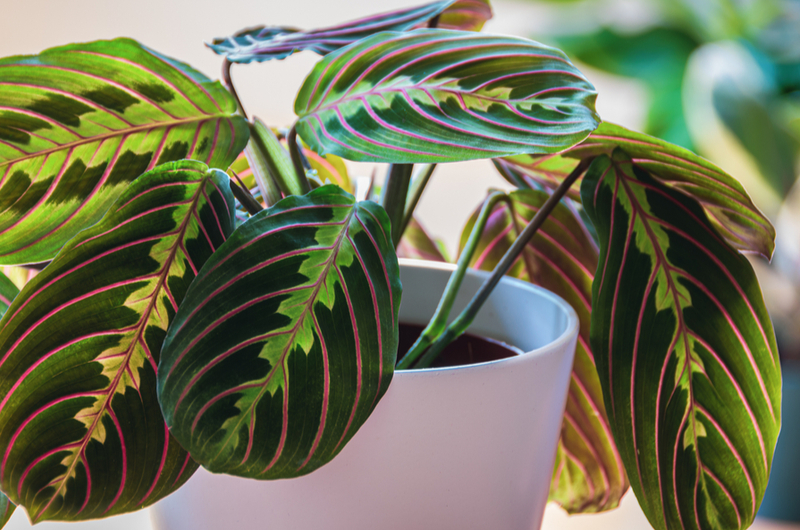 Maranta leuconora | Tuincentrum Goessens