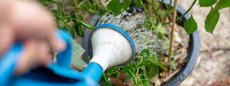 Alle tips voor bewatering