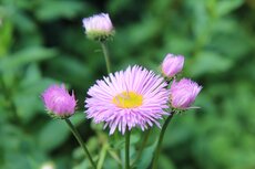 Bloemen Denderhoutem