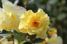 Bloemen Denderleeuw Bloemen Denderleeuw