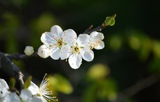 Bloemen Ede