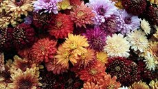 Bloemen Geraardsbergen