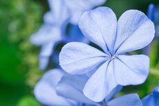 Bloemen Haaltert Bloemen Haaltert