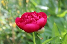 Bloemen Lede Bloemen Lede