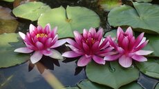Bloemen Melle Bloemen Melle