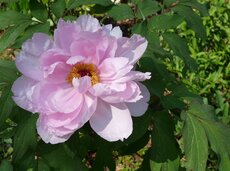 Bloemen Ninove Bloemen Ninove