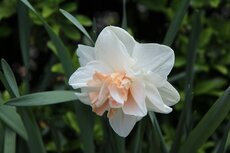 bloemen Roosdaal
