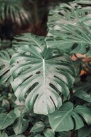 Planten Brussel