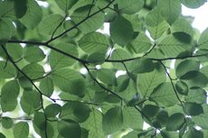 Planten Denderleeuw Planten Denderleeuw